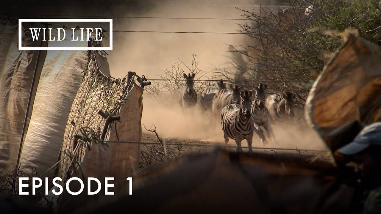 The Science of Animal Relocation | Modern Migrations | Episode 1