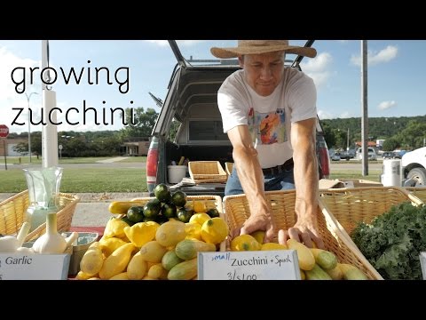 Video: Growing Zucchini In Film Shelters