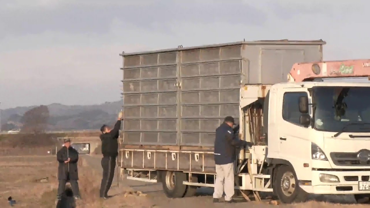 令和８年２月６日金曜日　千葉南地区競翔連盟３００K　1,131羽　名取放鳩ライブ配信