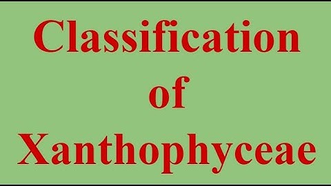 B.Sc. First Year, Botany, Paper - I, classification of Xanthophyceae
