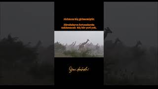 #keşfetaçıl #hayvanbelgeseli #zürafa #youtubeshorts #keşfetedüş #motivasyon #youtuberlikes
