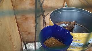 MENCOBA TERNAK BURUNG GLATIK BATU