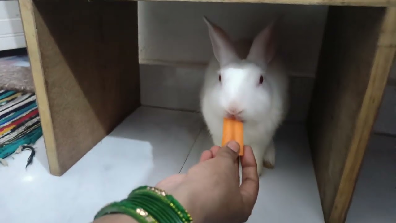 Moto ke liye kal bala gajar acha hai 😎🔥