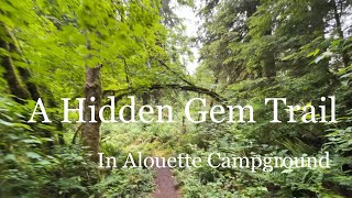 A Hidden Gem Trail in Alouette Campground (Tiarella Trail)