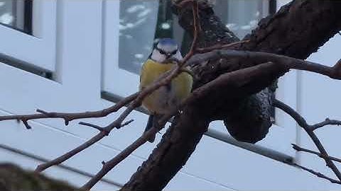 BELLISSIMA CINCIARELLA SULL