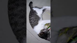 #cat #kitten #pets #cutecat #catvideo