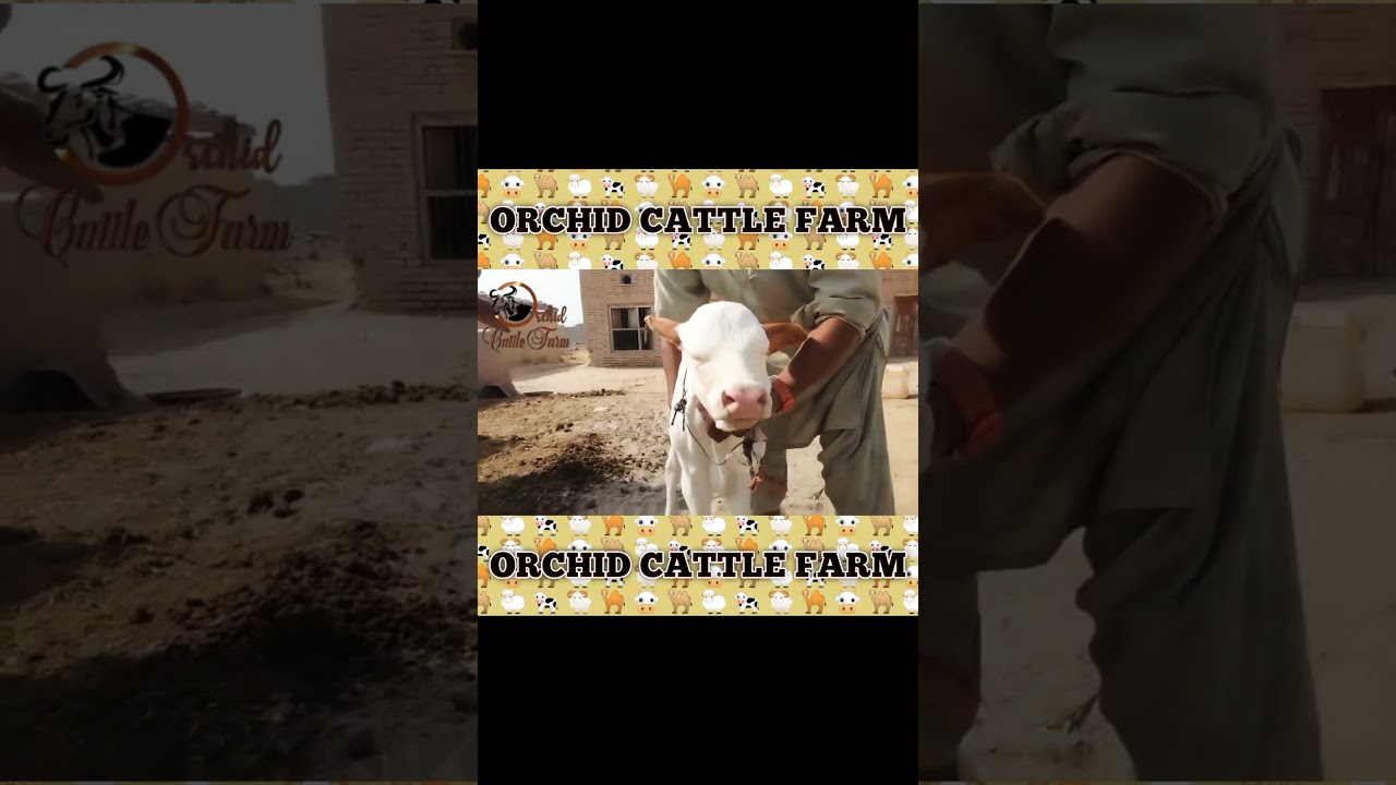 white baby cow || farm breed || Orchid cattle farm