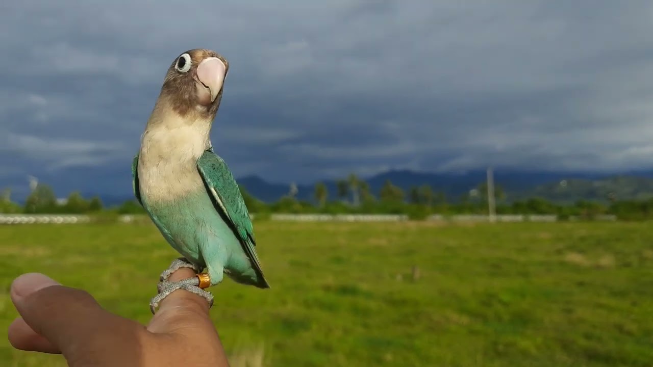 LOVEBIRD FF. BARU TIGA KALI LATIHAN JAUH DARI RUMAH SUDAH BERANI TERBANG JAUH.
