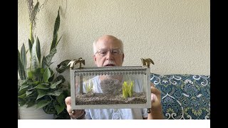 Thinking out of the box when making a Betta or Paradise Fish aquarium. Part:1
