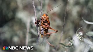 Swarms of Mormon crickets cause crashes in Nevada