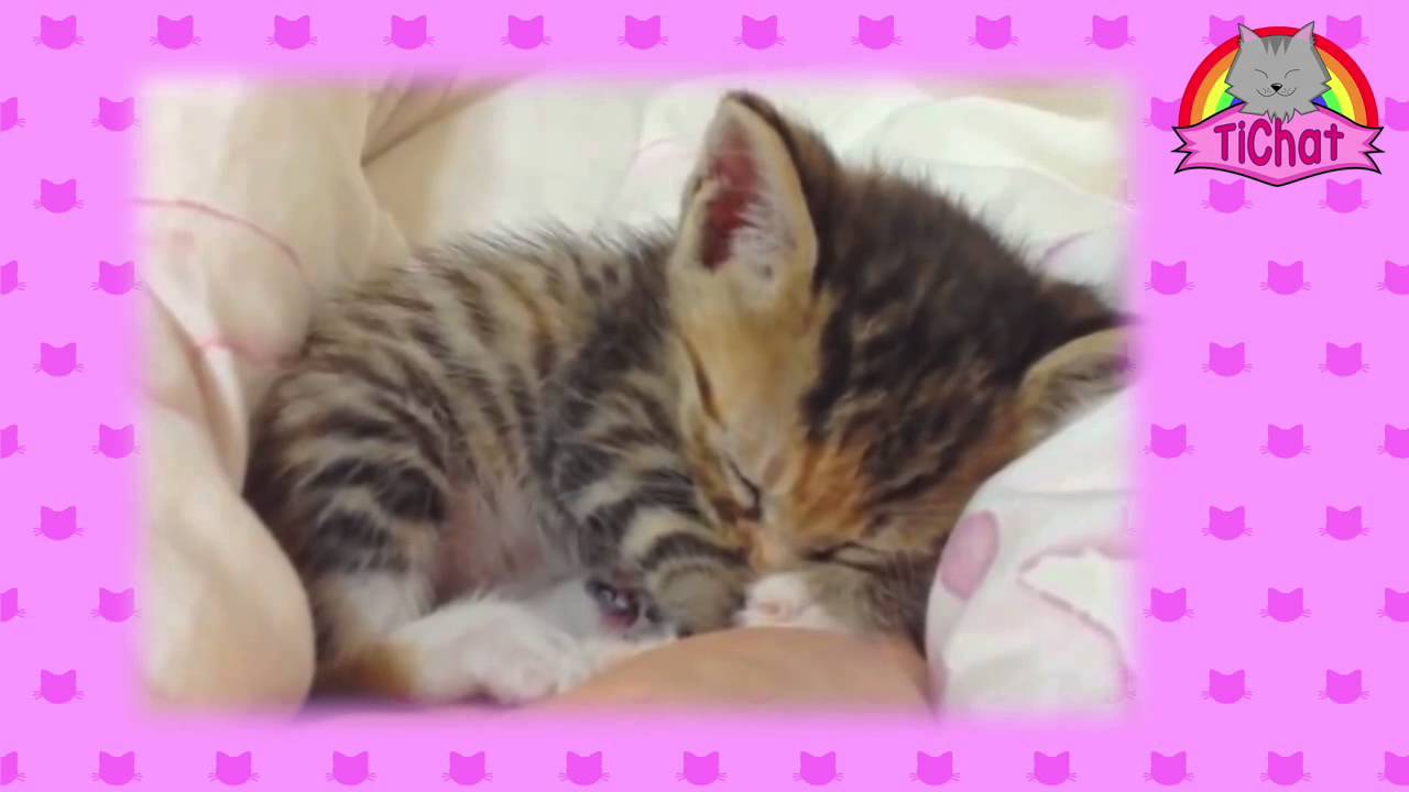 Tichat Dort Tichat Sleeping Youtube Tichat Dort Tichat Sleeping Youtube