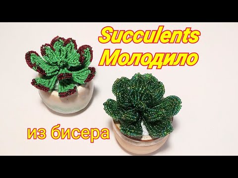 Succulents Молодило из бисера Анонс к МК от Koshka2015 - цветы из бисера,  бисероплетение Bead