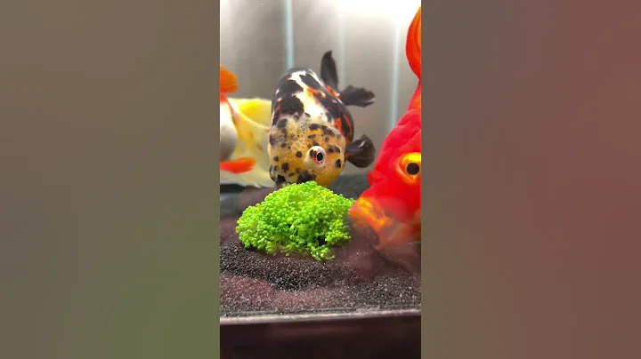 How long until your goldfish becomes MASSIVE??