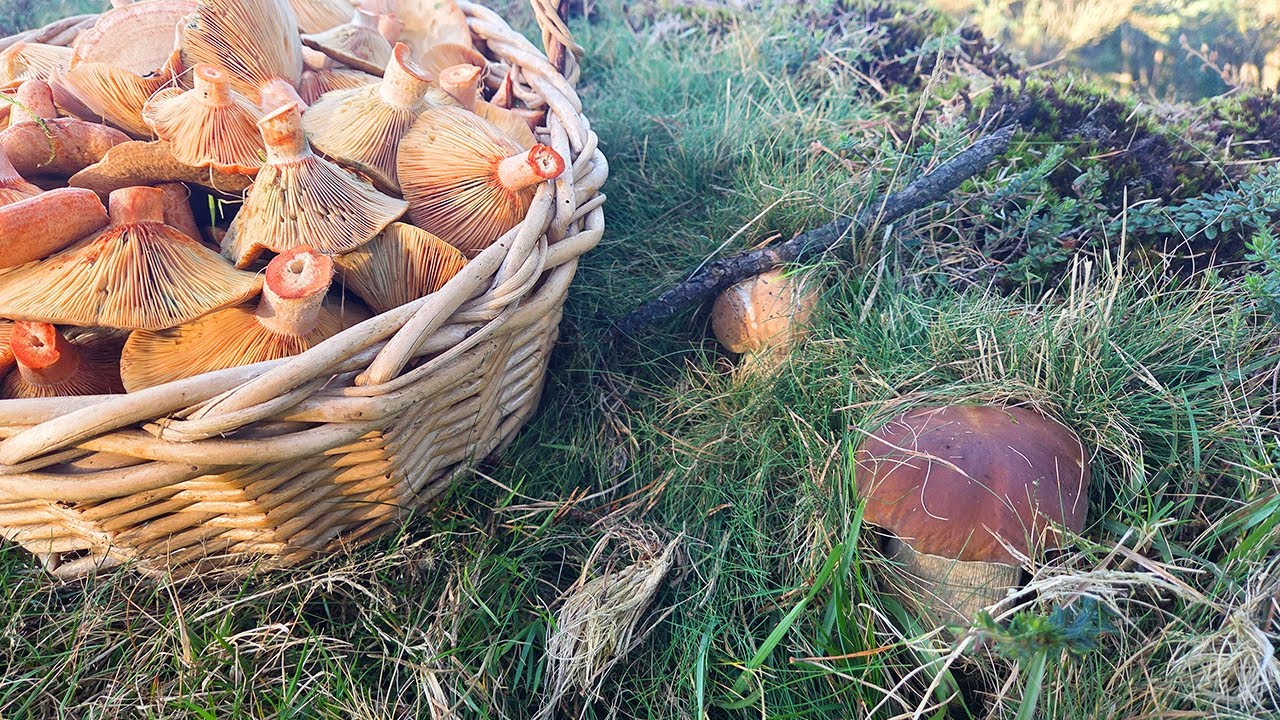 🍄 Así BROTAN los NÍSCALOS y algunos BOLETUS!