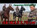 10 января 2022 г.Баасы мощный аттар чыкты Актилек акеде