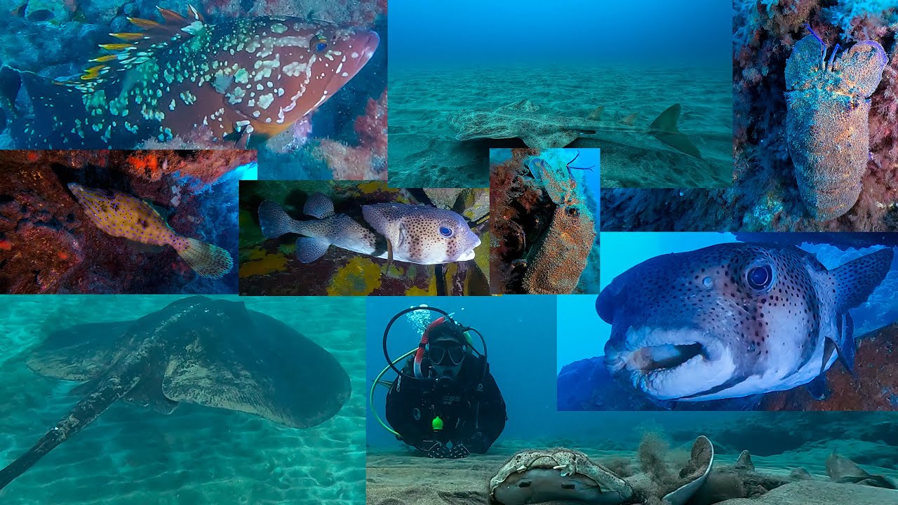 Buceo desde playa del Cabrón a Punta La Monja 06-04-2024