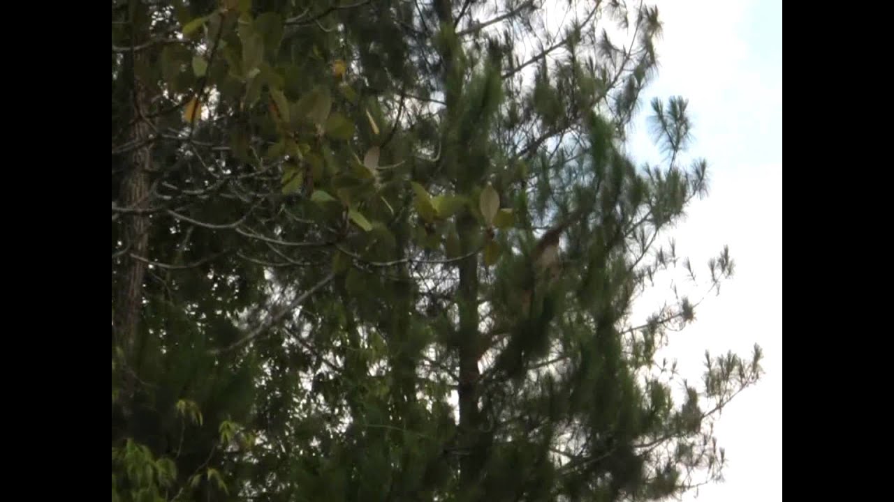 Sumatran Surili / Mitred Leaf Monkey, Kerinci Seblat National Park.