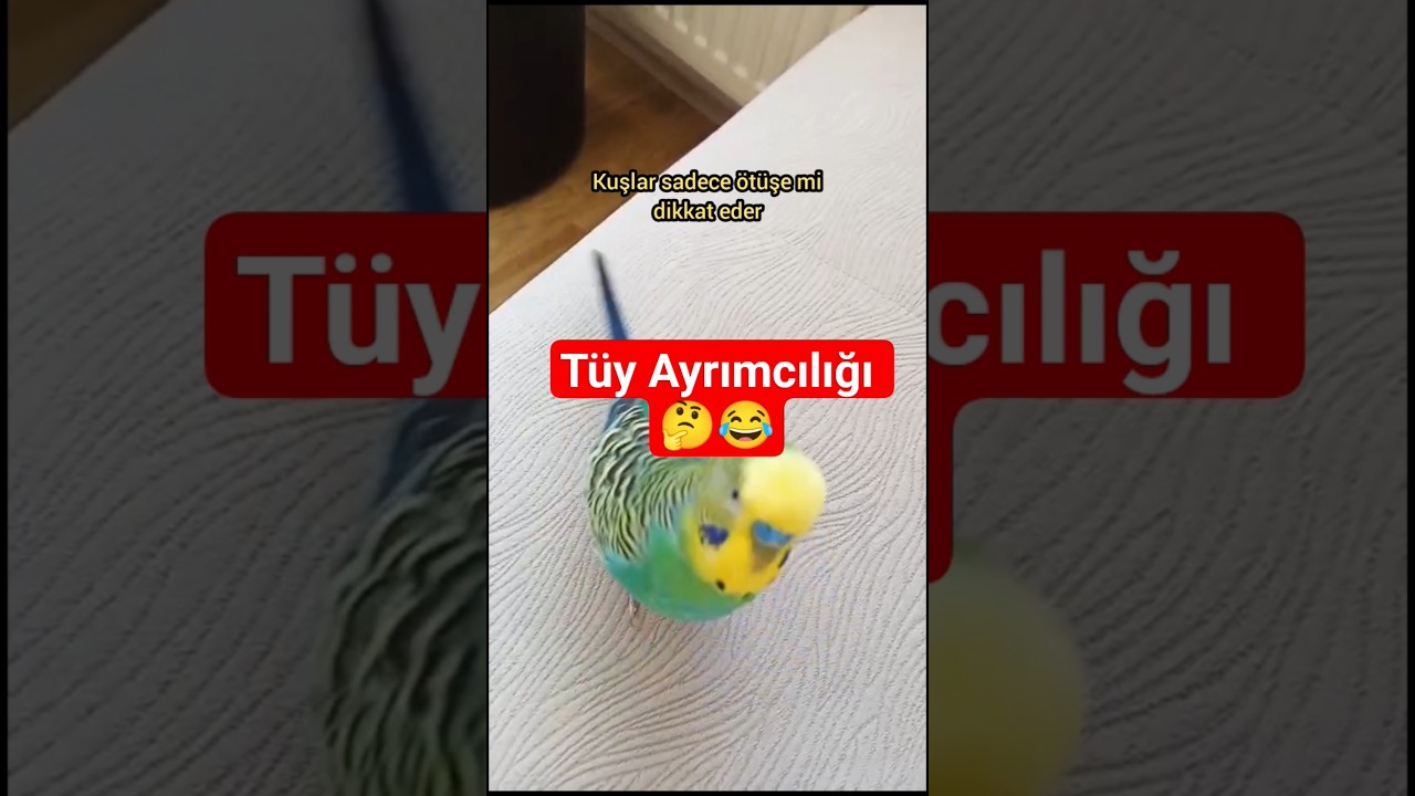 “Kuşlar Tüy Rengine Göre Ayrım Yapar mı?” #MuhabbetKuşu #RenkAlgısı #KuşDavranışı #Shorts