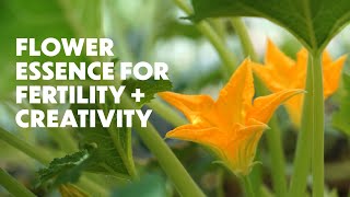 LOTUSWEI FLOWER ESSENCES | SQUASH BLOSSOM | Feel free in your body Benefits Of Squash Flower
