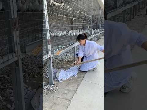 World biggest pigeon farm 💥🔥#pigeon#pigeontraining#kabutar#kabootar