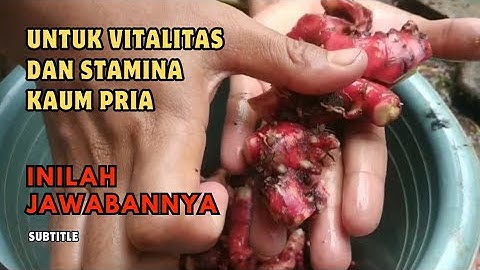 Manfaat Jahe Merah untuk Kesehatan Pria : Vitalitas, Testosteron, dan Jantung Sehat !