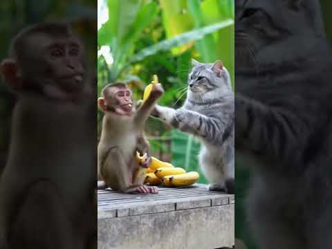 القرد بيحاول يأك ل القطة موز ورد فعلها ساخر Animals Habda Funnymoments