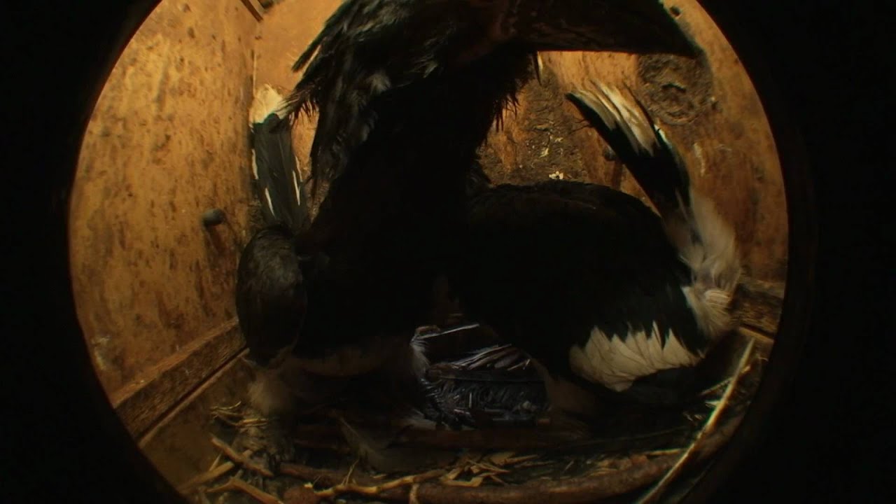 hornbill ch 3 summary BB.m2ts