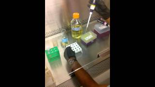 Protocol   Making Electrocompetent Cells   part 2