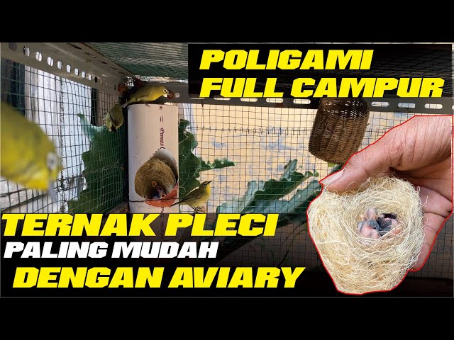 Aviary Burung PLECI dengan Sistem POLIGAMI class=