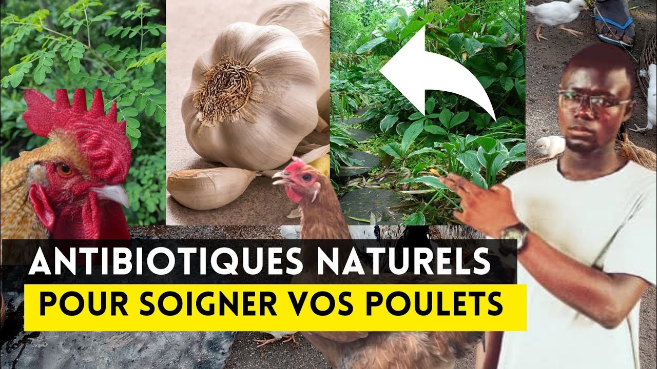 Complément Liquide Naturel Pour Chats - Soutien Peau, Pelage, Digestion - Saveur Poulet - 60ml (antibiotique Naturel) - 3