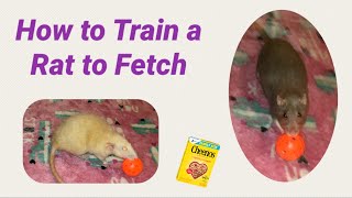 How to Train a Rat to Fetch (Box Method)