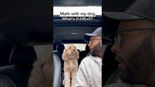 Mini Cockapoo Thinks Hard About This Math Question