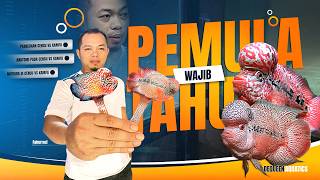 BEGINNERS MUST KNOW! These Are the Fundamental Differences Between Cencu vs. Kamfa Flowerhorn | D...