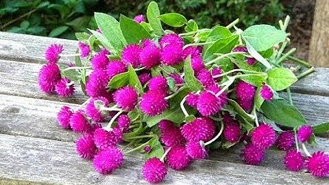 CÁCH CHỮA BỆNH CAO HUYẾT ÁP ĐƠN GIẢN BẰNG HOA BÁCH NHẬT - MẸO CẦN BIẾT MCB