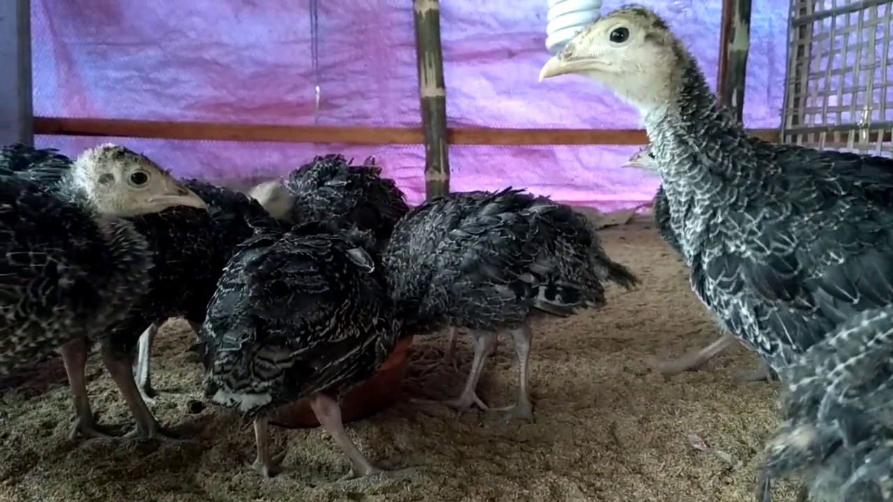 Turkey Farming In Bangladesh YouTube