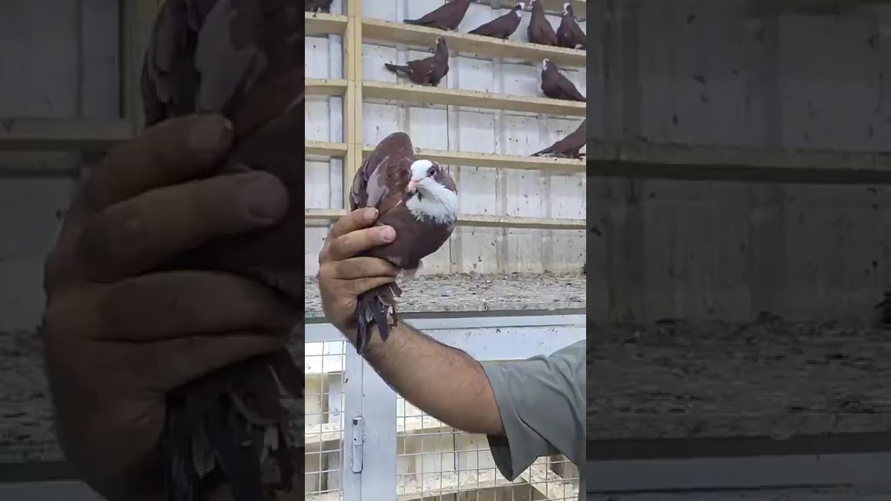 طيور مال زق خط اول يم السوداني