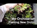 My Orchidarium, Planting New Orchid | 오키다리움에 새로운 난초 심기 | VLOG