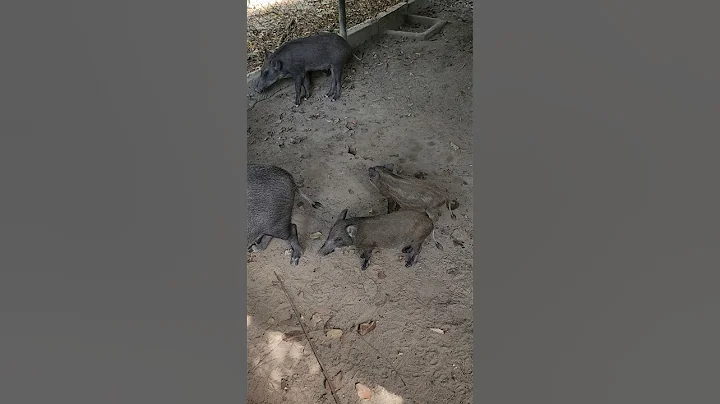 Amazing Piglet & Wild Boar 🐗 #pig #boar #hog #viral #animal #wildpig #wildboar #wildlife #farmlife