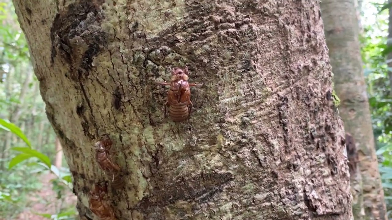 What are these insects? Inside thick tropical jungle