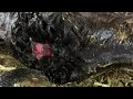 ※観覧注意 「奇形児」 珍しい症状　受精卵で産まれた和牛の子牛が頭蓋骨ヘルニアみたいです。生存率 低そうですが、頑張ってみます。 乳牛 ホルスタイン 牧場 堺市酪農牧場