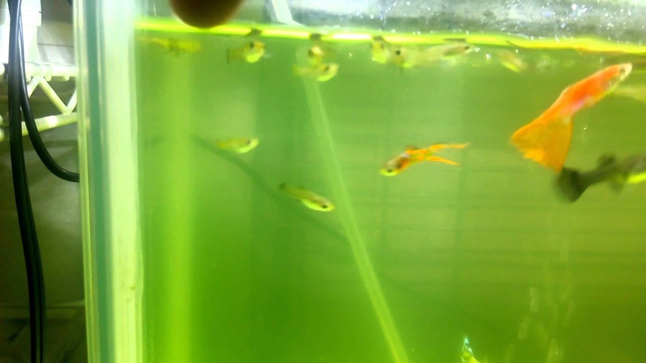 グッピーの稚魚達 餌くれ Youtube グッピーの稚魚達 餌くれ Youtube
