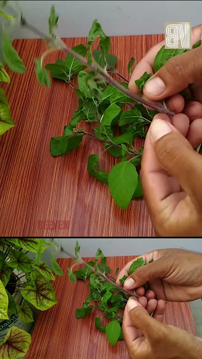 തുളസിയില് ഔഷധഗുണങ്ങളേറെ; അറിഞ്ഞിരിക്കണം ഇതൊക്കെ... #reels #thulasi