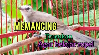 Suara Panggilan trucukan muda ampuh MELATIH memancing trucuk belajar ropel