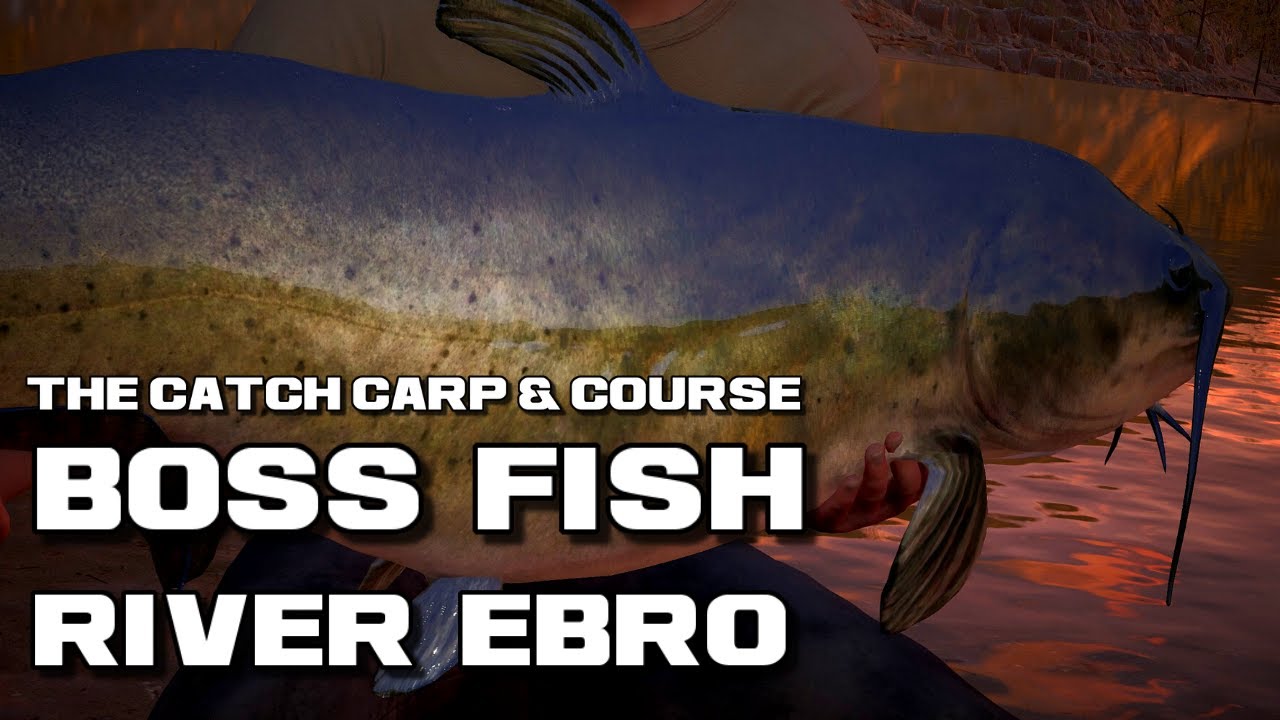 The Catch Carp & Coarse | Boss Fish The Emperor River Ebro