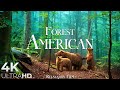 Capture de la vidéo Forest 4K 🌲 American Nature Relaxation Film - Peaceful Relaxing Music - 4K Video Ultrahd