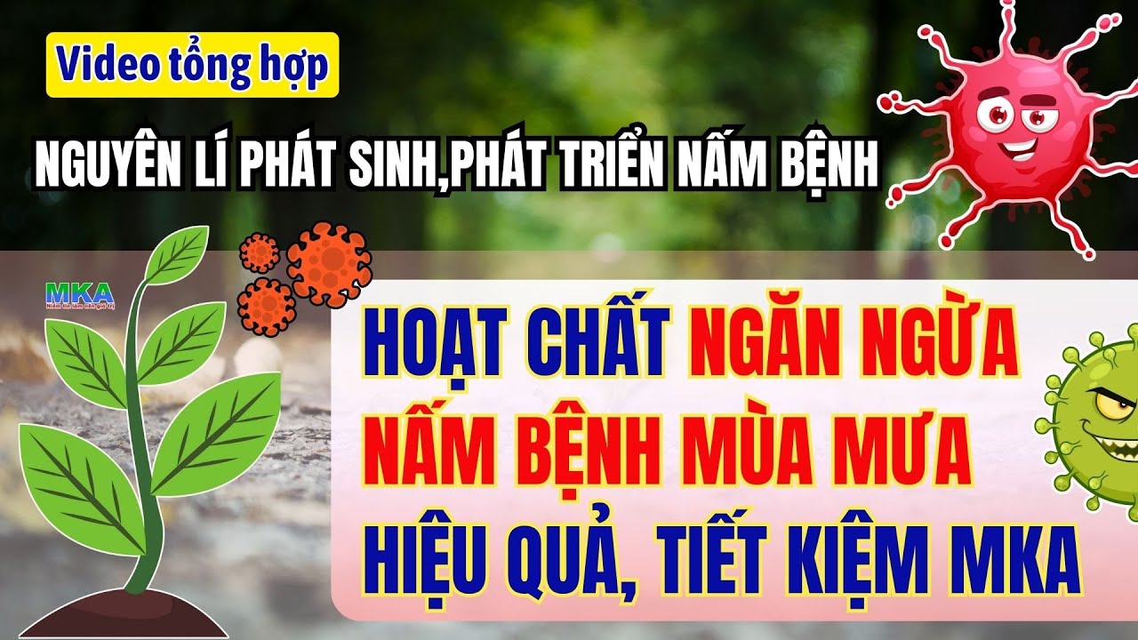 Nguyên lí phát triển của nấm bệnh và Các hoạt chất phòng ngừa hiệu quả, tiết kiệm cho mùa mưa từ MKA