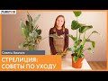 Стрелиция: посадка и уход | Советы биолога 7ЦВЕТОВ