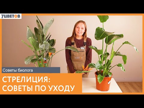 Как заставить цвести стрелицию в домашних условиях