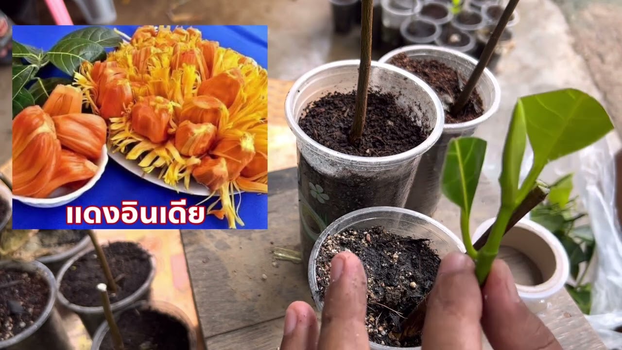 เสียบยอดขนุน แบบเสียบลิ้ม