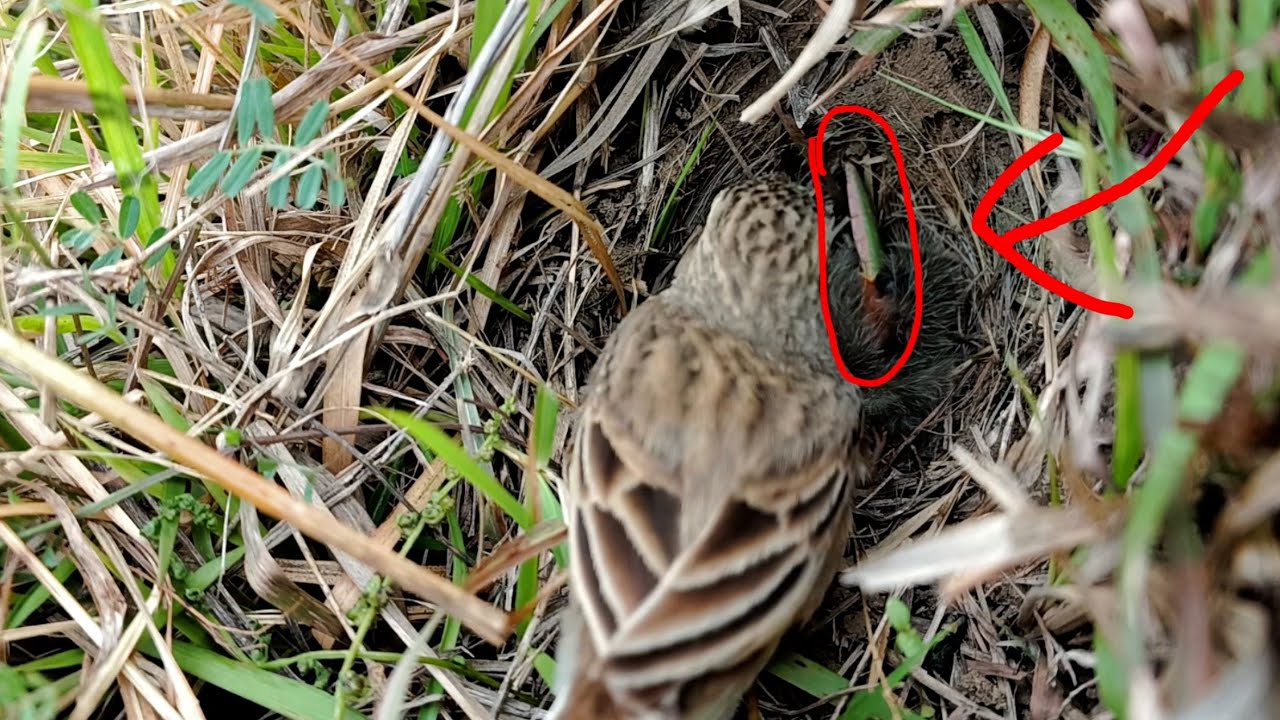 Day 3"Worm got stuck in the throat of a baby Pipit bird - YouTube